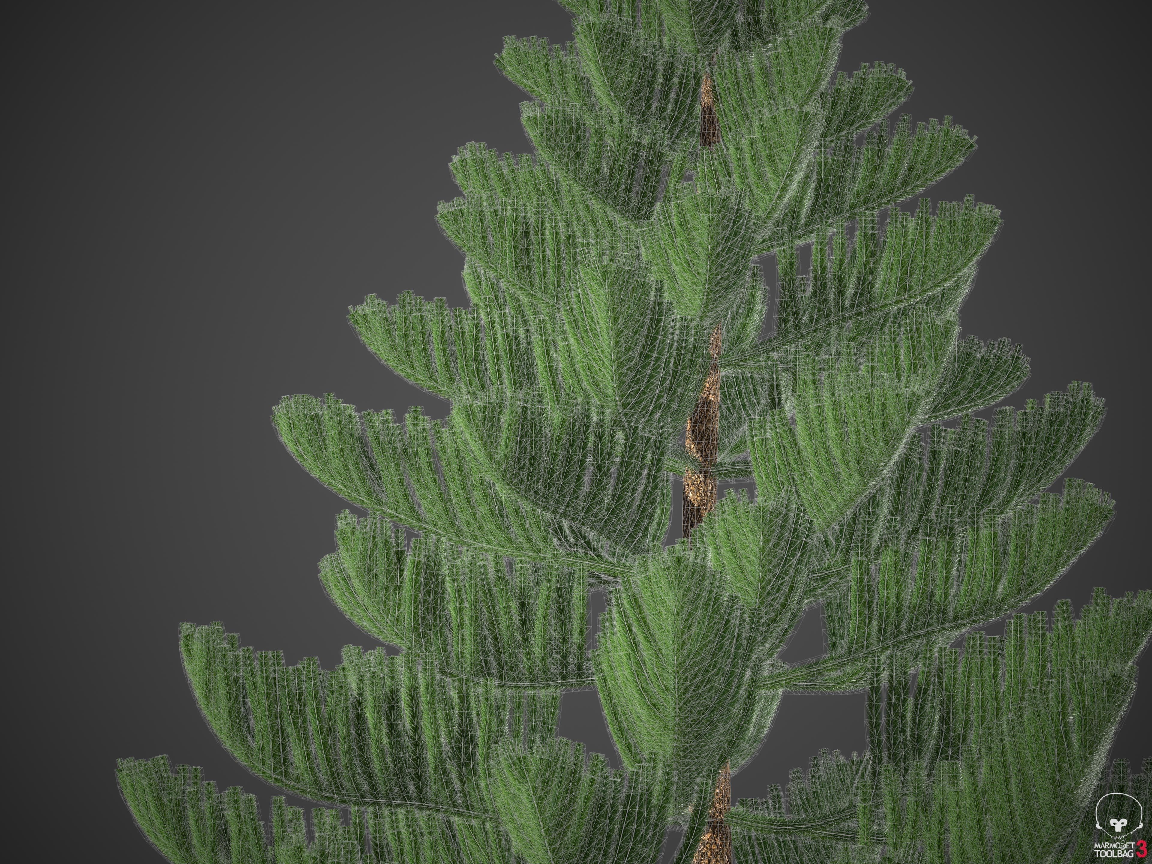 XfrogPlants Norfolk Island Pine - Araucaria Heterophylla  3D model_2