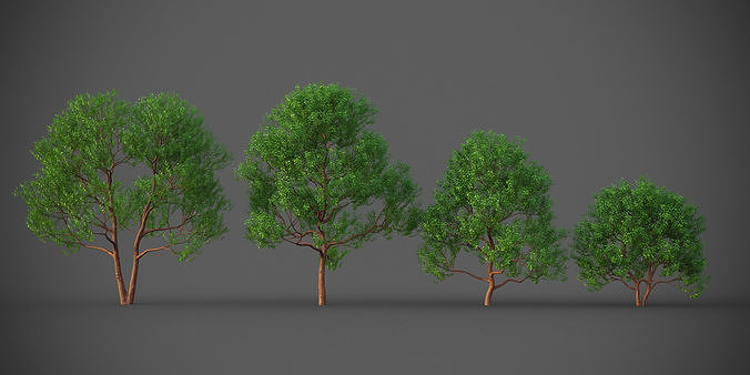 XfrogPlants Pacific Mandrone - Arbutus Menziesii  3D model
