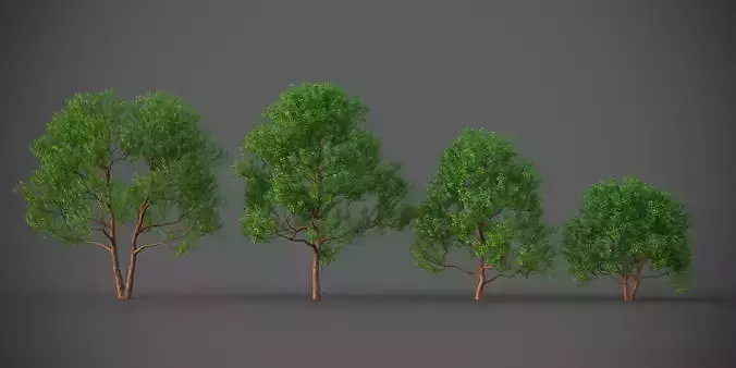 XfrogPlants Pacific Mandrone - Arbutus Menziesii 