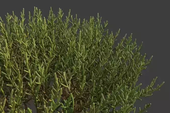 XfrogPlants Arthrocnemum Macrostachyum  3D model