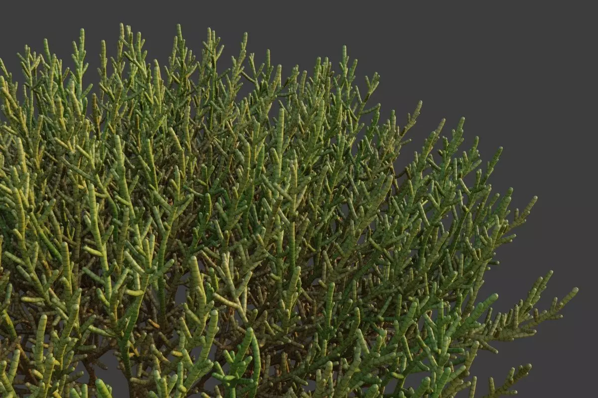 XfrogPlants Arthrocnemum Macrostachyum  3D model_0