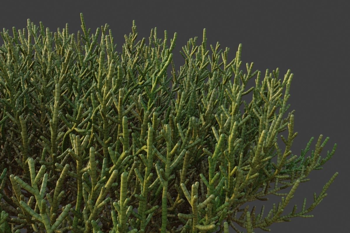 XfrogPlants Arthrocnemum Macrostachyum  3D model_2