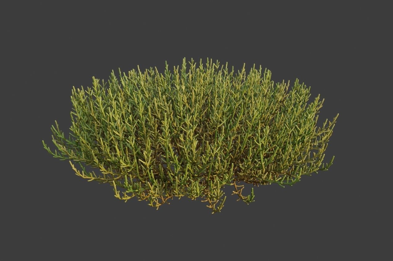 XfrogPlants Arthrocnemum Macrostachyum  3D model_3