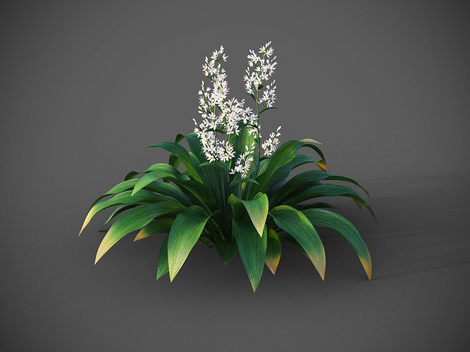 XfrogPlants Renga Lily - Arthropodium Cirratum 3D model