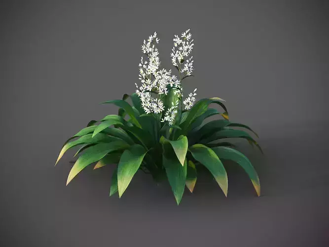 XfrogPlants Renga Lily - Arthropodium Cirratum 3D model