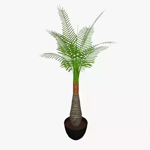 Palm tree plant