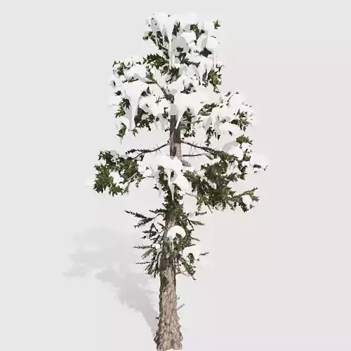 Douglas Fir tree collection 9 trees Models in the scene Low-poly 3D model