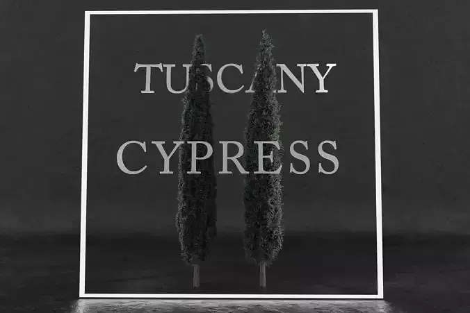 Tuscany cypress tree pack  3D model