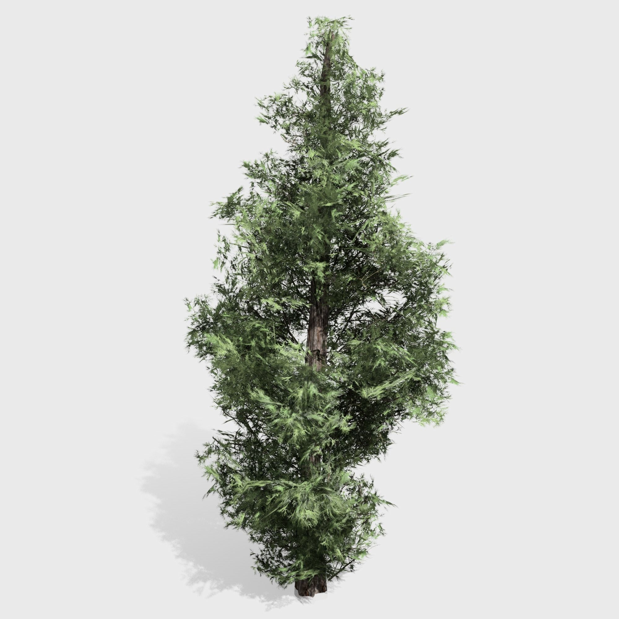 Eastern Red Cedar tree collection 12 trees Models in the scene Low-poly 3D model_13