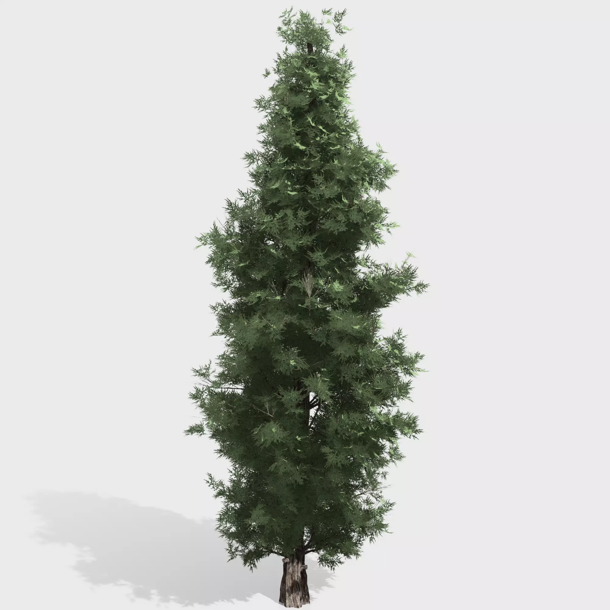 Eastern Red Cedar tree collection 12 trees Models in the scene Low-poly 3D model_0