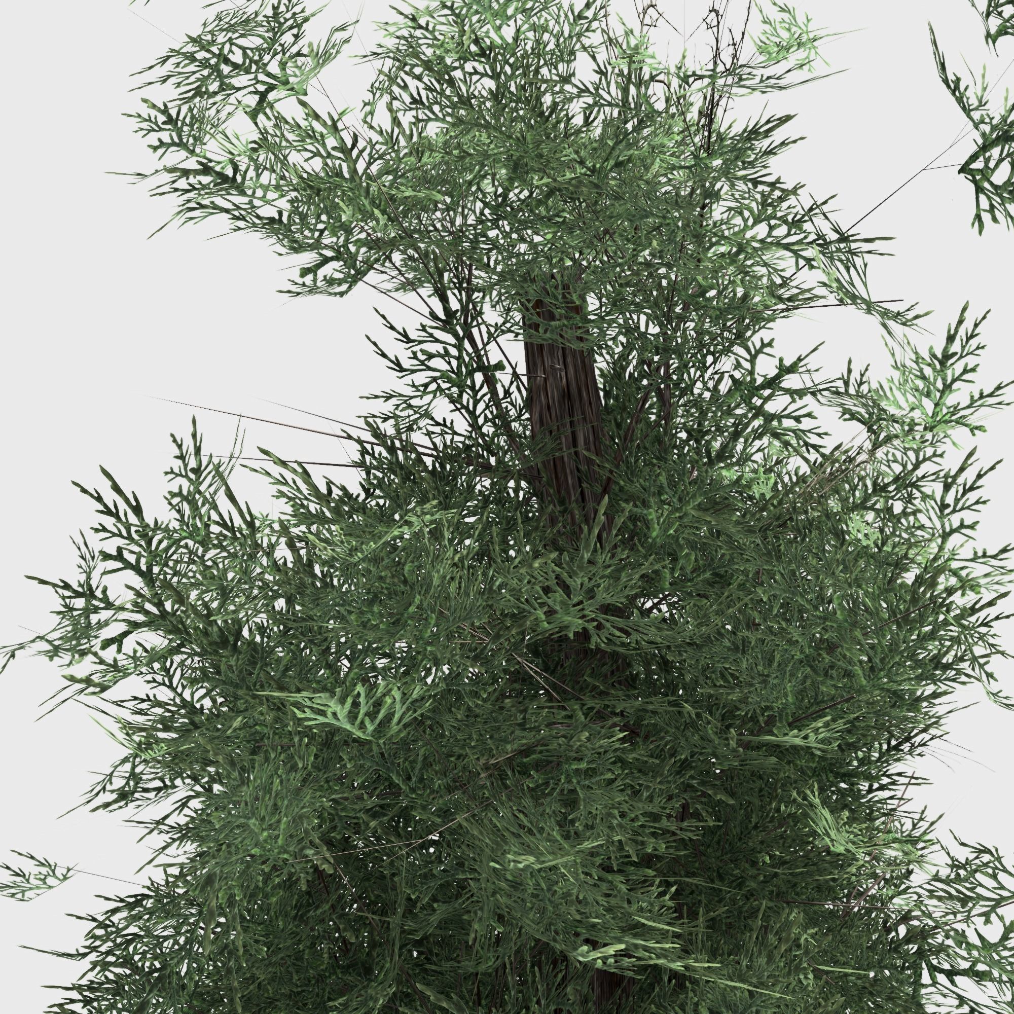 Eastern Red Cedar tree collection 12 trees Models in the scene Low-poly 3D model_10