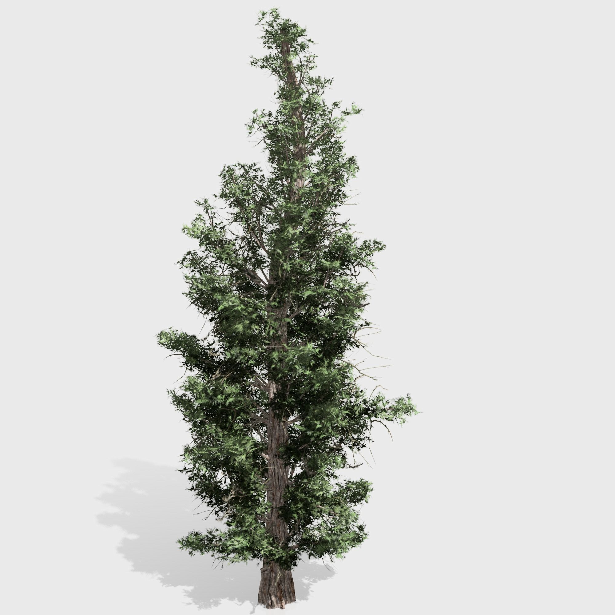 Eastern Red Cedar tree collection 12 trees Models in the scene Low-poly 3D model_17