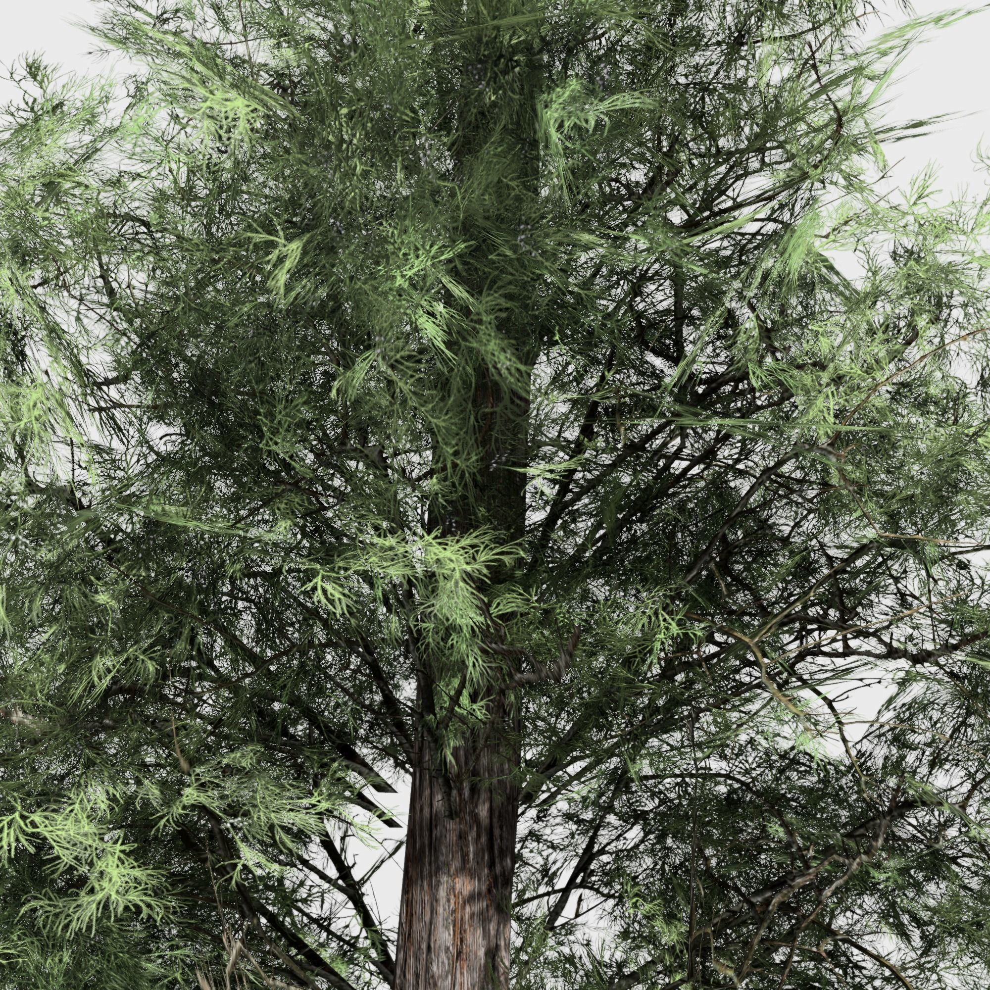 Eastern Red Cedar tree collection 12 trees Models in the scene Low-poly 3D model_20