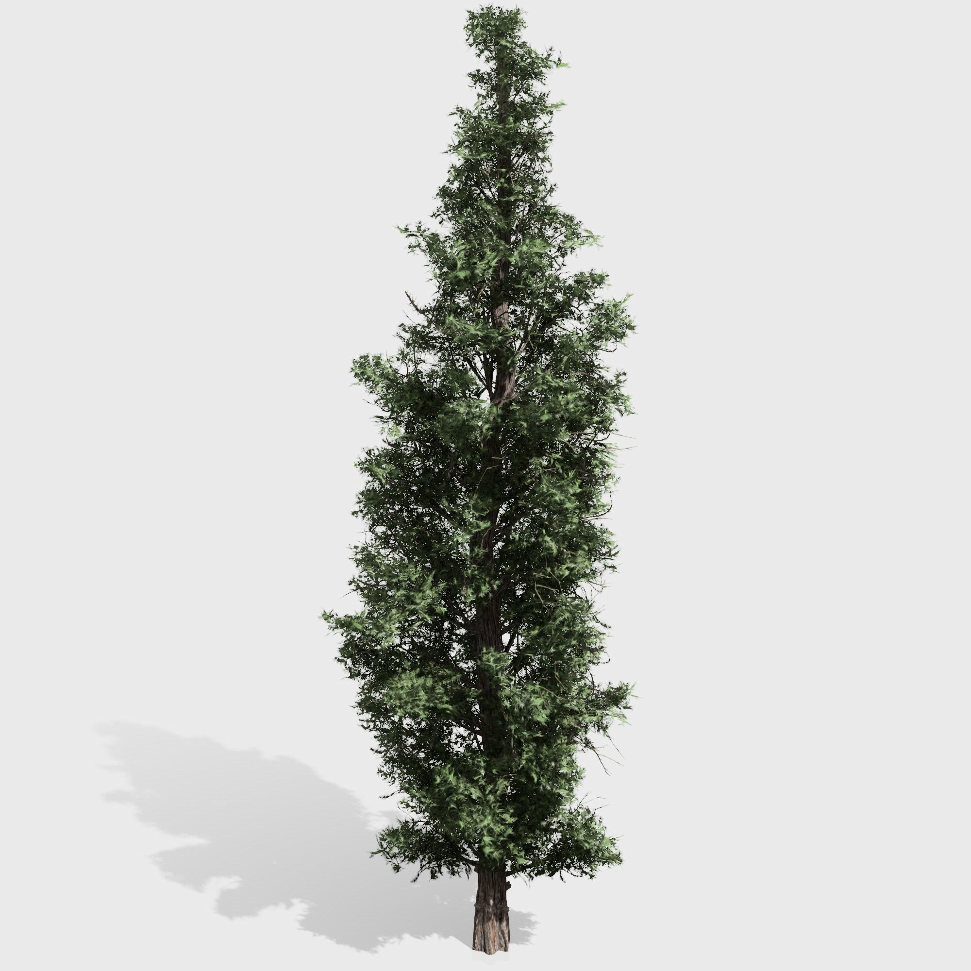 Eastern Red Cedar tree collection 12 trees Models in the scene Low-poly 3D model_14