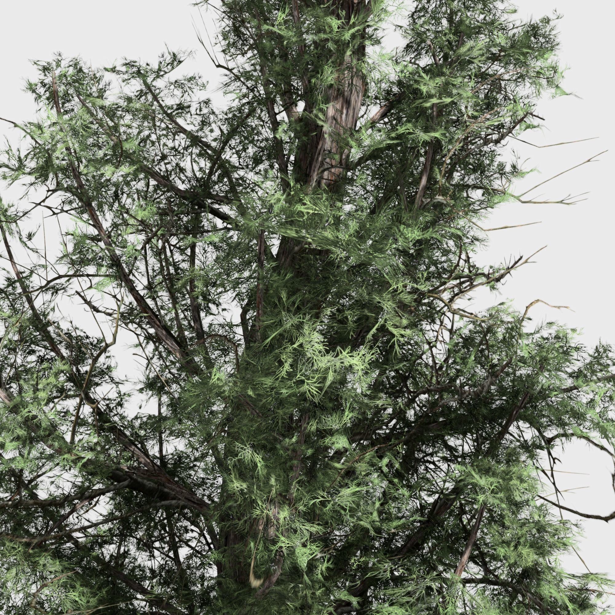 Eastern Red Cedar tree collection 12 trees Models in the scene Low-poly 3D model_18