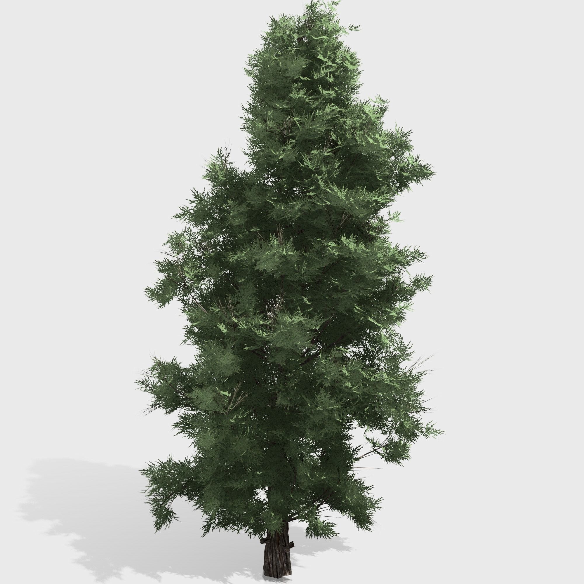 Eastern Red Cedar tree collection 12 trees Models in the scene Low-poly 3D model_6