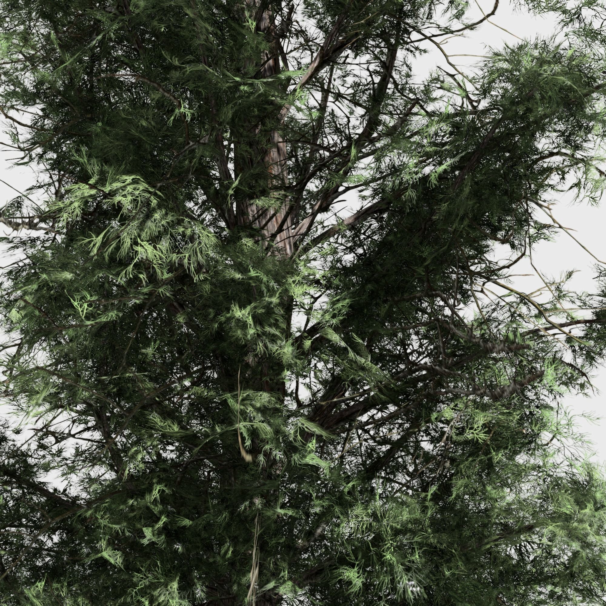 Eastern Red Cedar tree collection 12 trees Models in the scene Low-poly 3D model_19