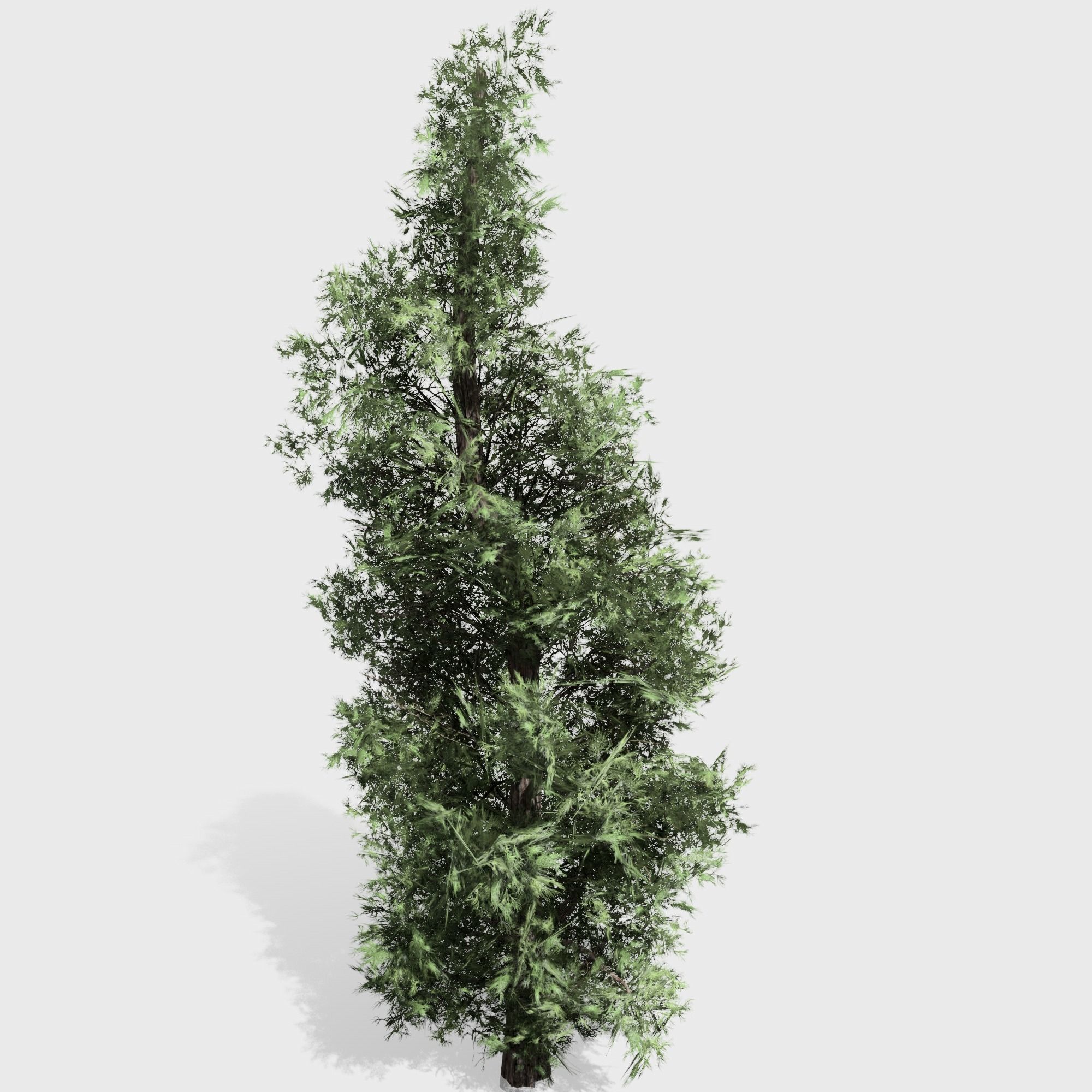 Eastern Red Cedar tree collection 12 trees Models in the scene Low-poly 3D model_8