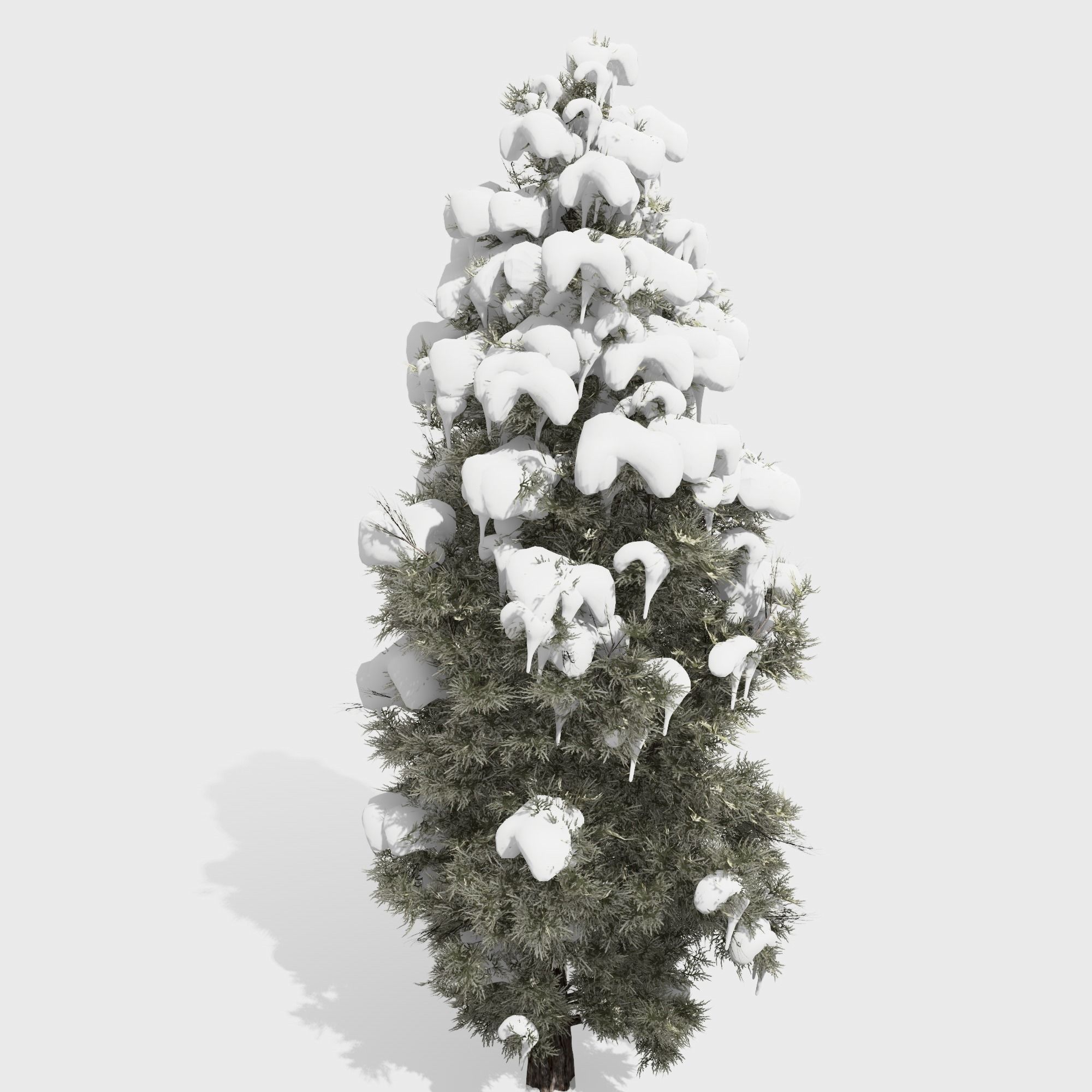 Eastern Red Cedar tree collection 12 trees Models in the scene Low-poly 3D model_23
