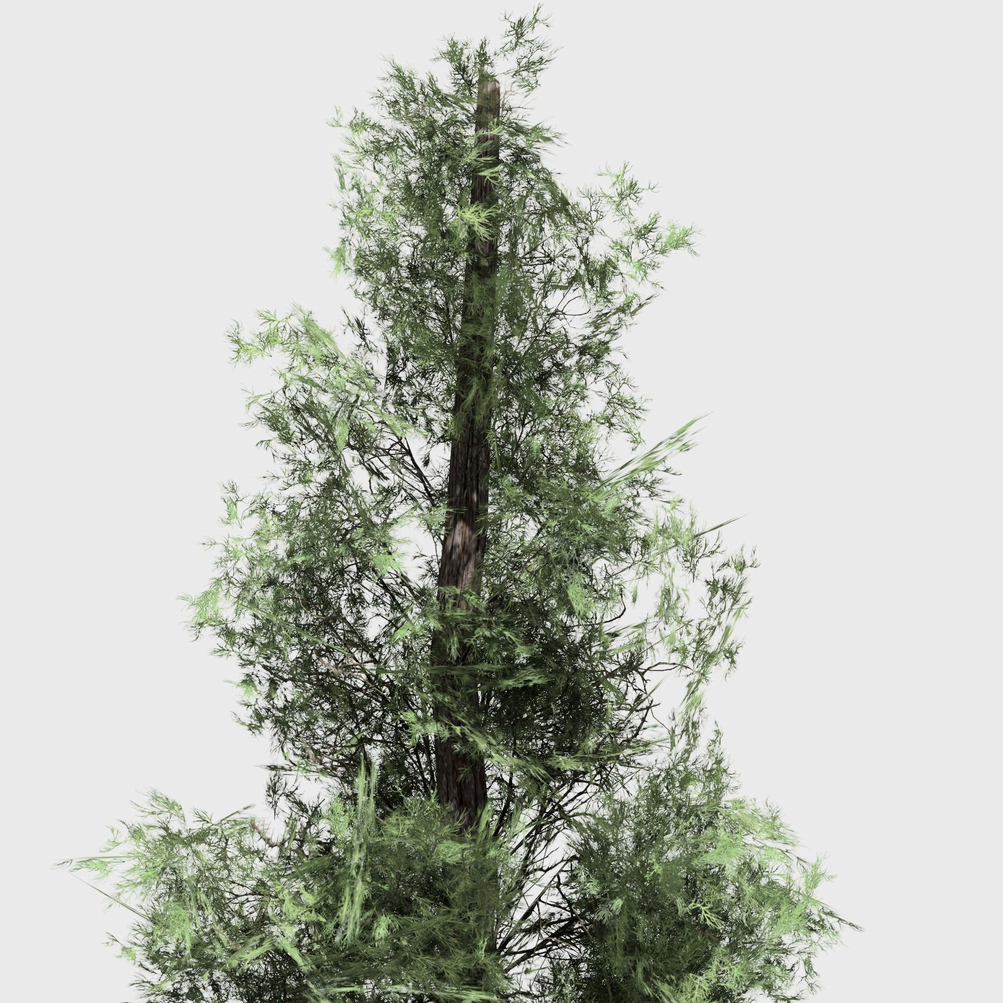 Eastern Red Cedar tree collection 12 trees Models in the scene Low-poly 3D model_15