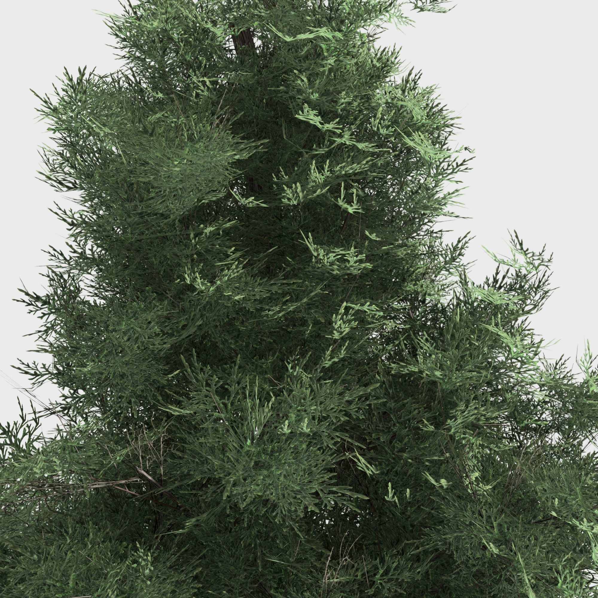 Eastern Red Cedar tree collection 12 trees Models in the scene Low-poly 3D model_12