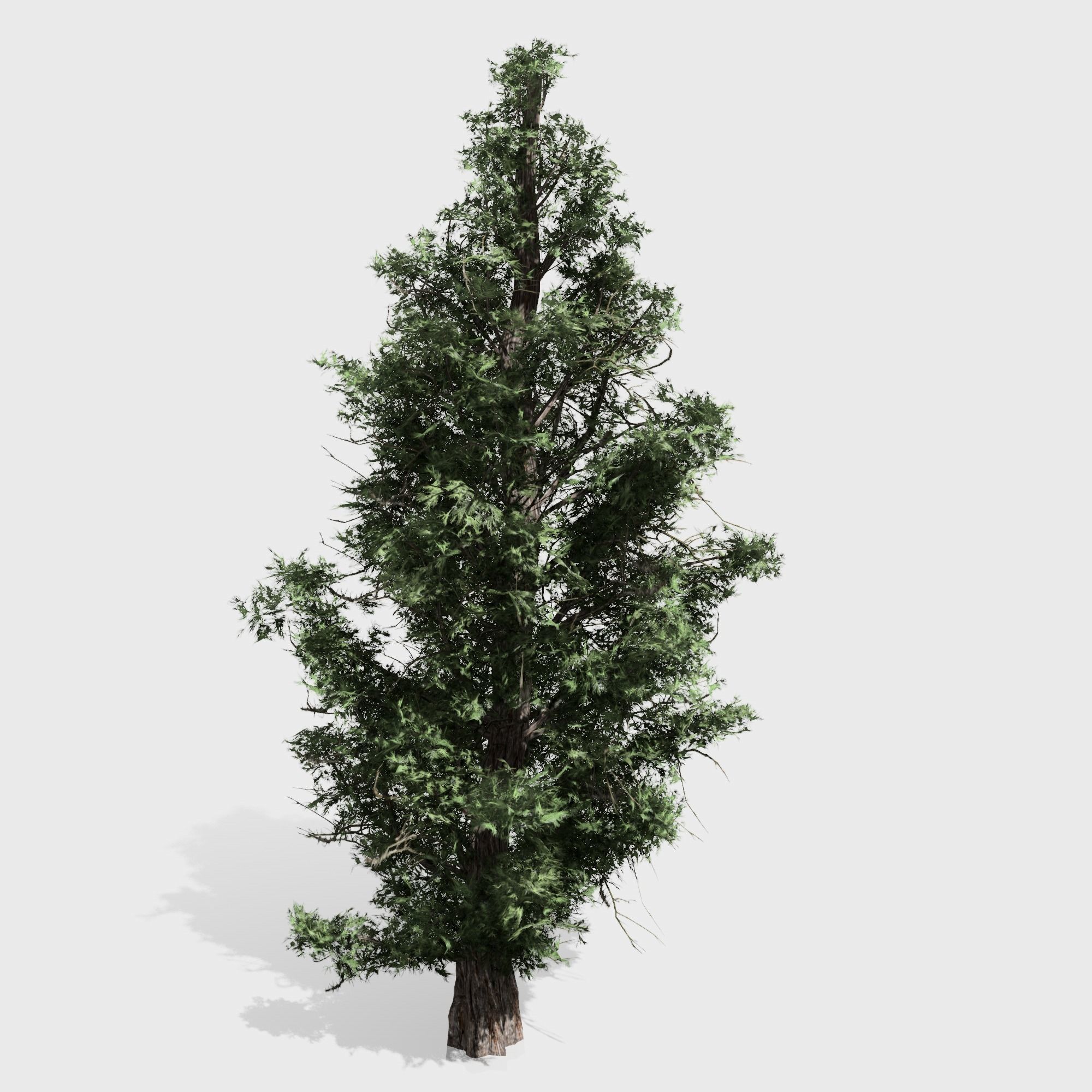 Eastern Red Cedar tree collection 12 trees Models in the scene Low-poly 3D model_16