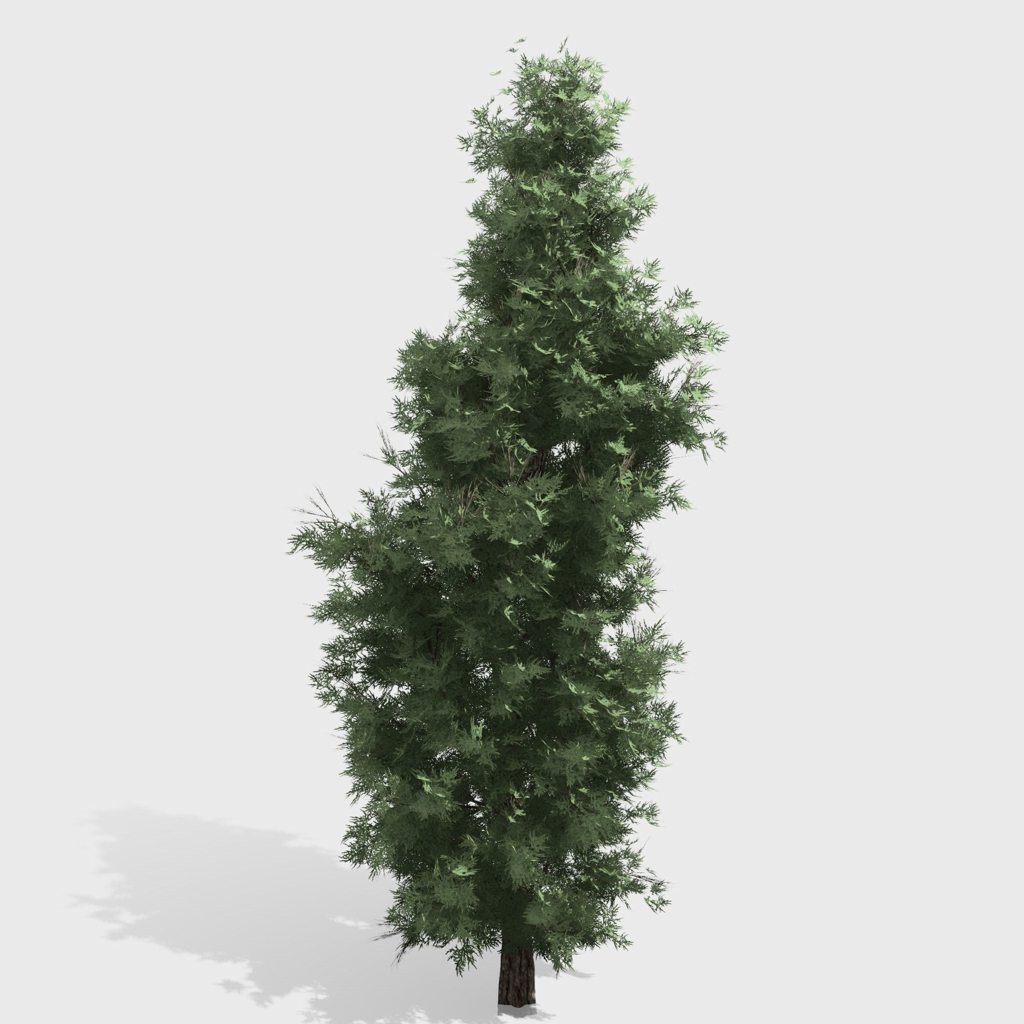 Eastern Red Cedar tree collection 12 trees Models in the scene Low-poly 3D model_5