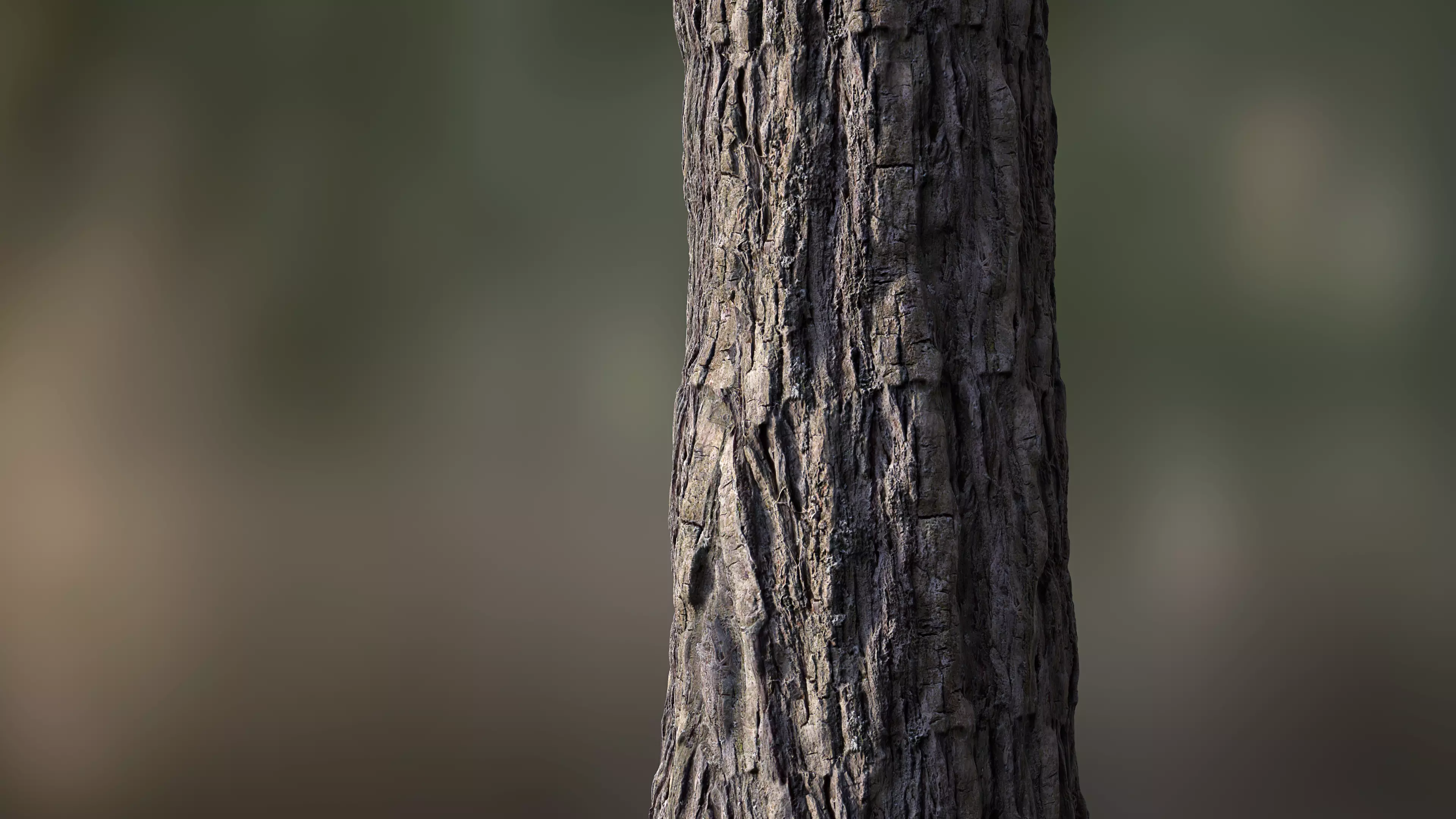 Tree Bark Seamless 05 Texture