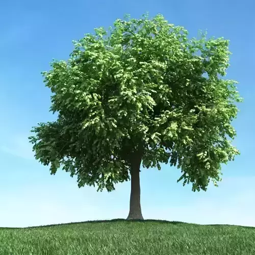 Large Leafy Tree