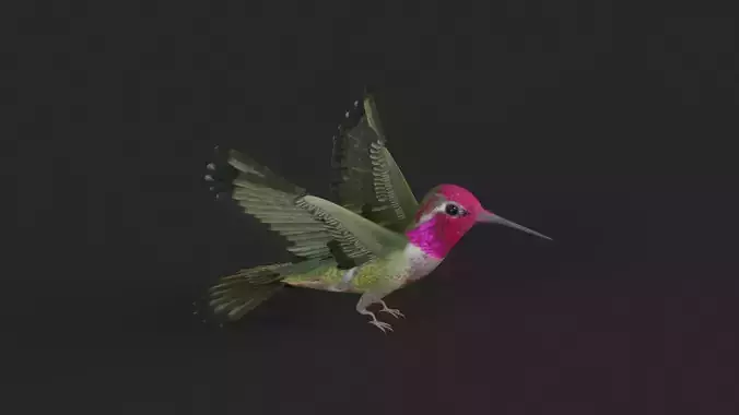 Hummingbird 3D model
