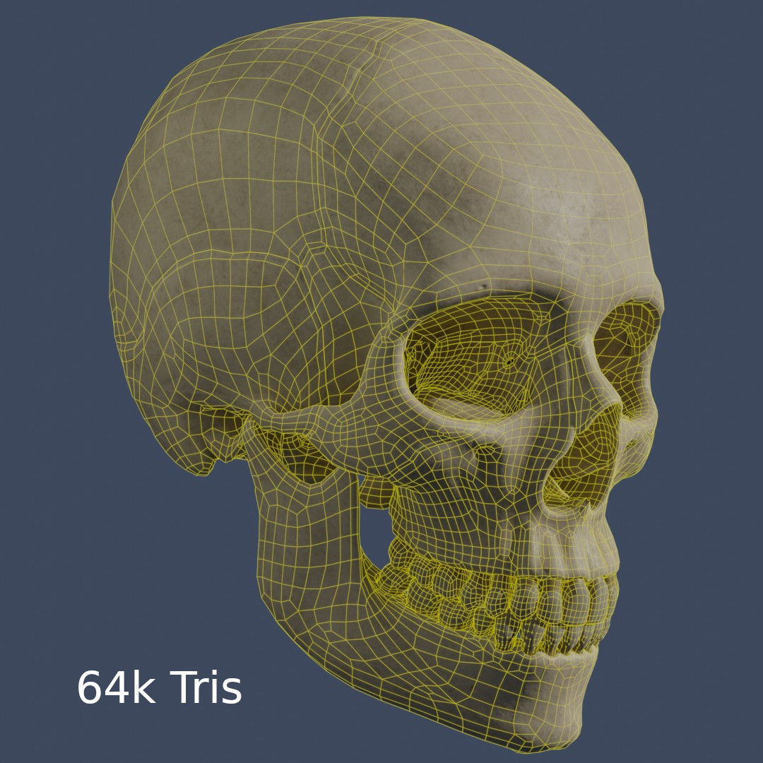 Human Skull - Mid Poly and High Poly Low-poly 3D model_13