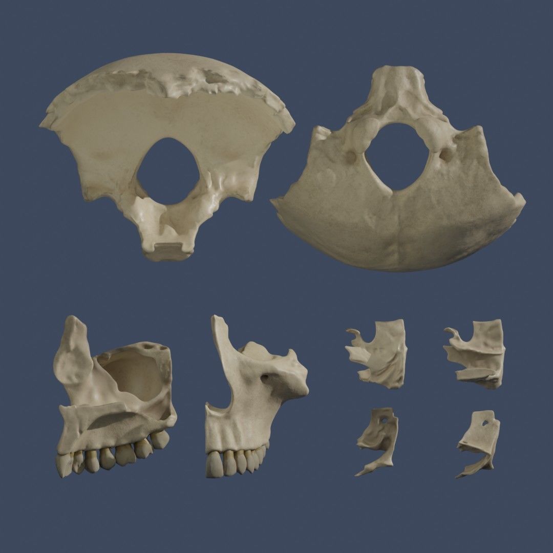 Human Skull - Mid Poly and High Poly Low-poly 3D model_9