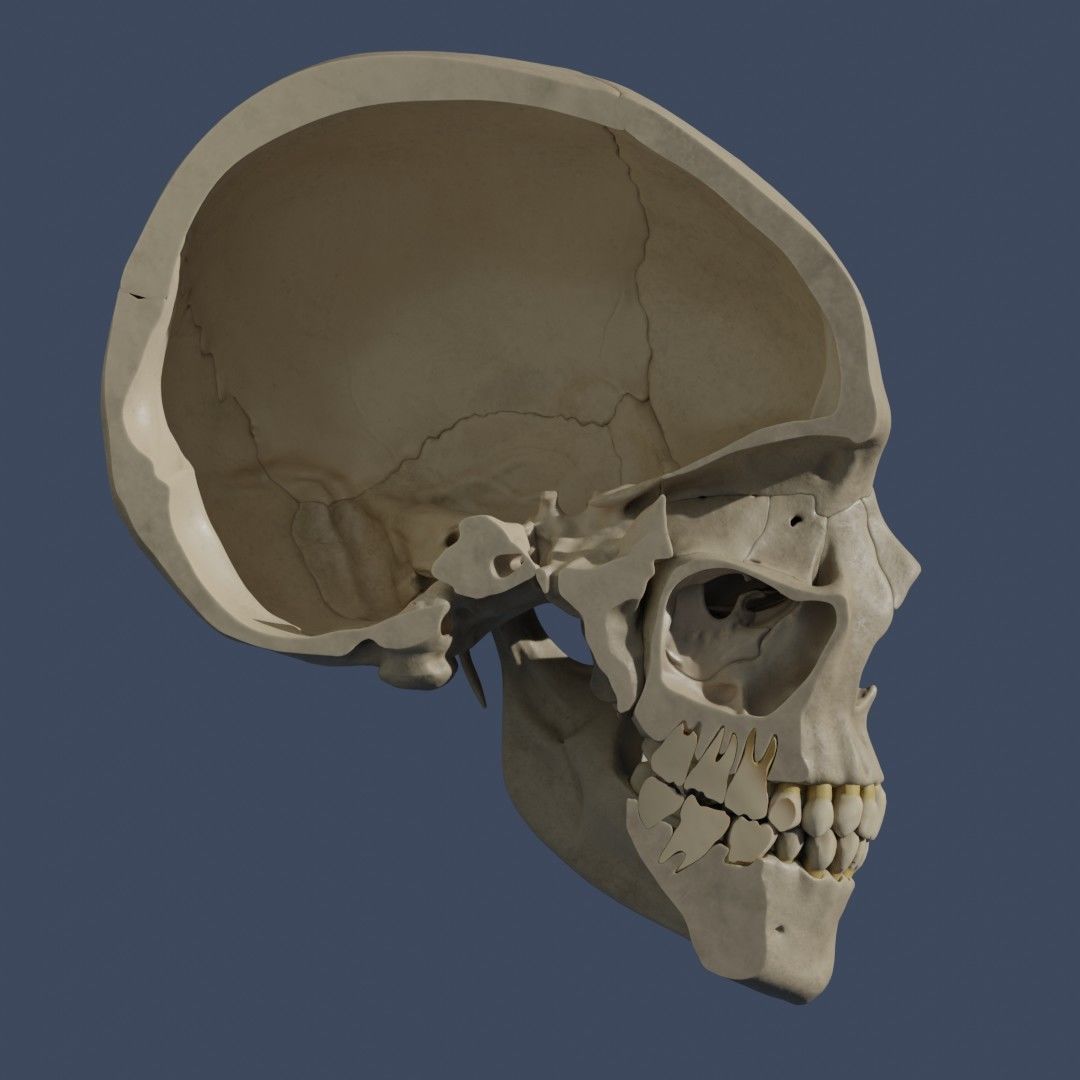 Human Skull - Mid Poly and High Poly Low-poly 3D model_1