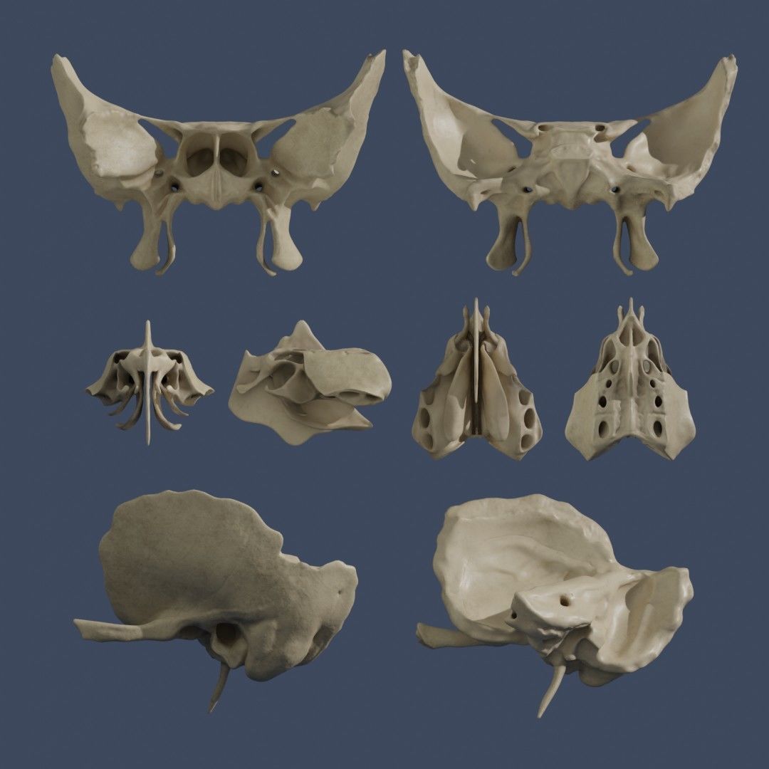 Human Skull - Mid Poly and High Poly Low-poly 3D model_10