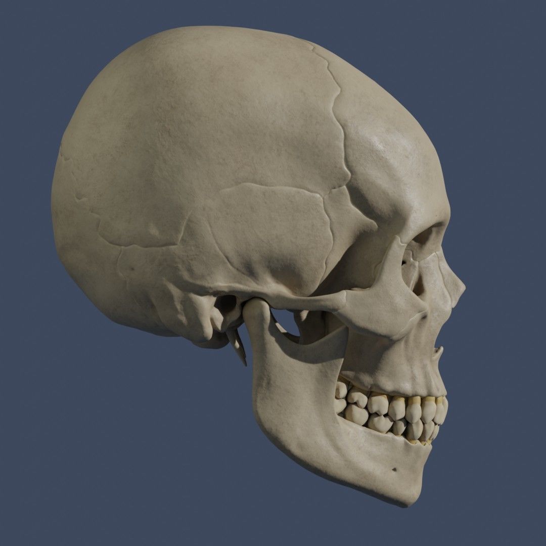 Human Skull - Mid Poly and High Poly Low-poly 3D model_5