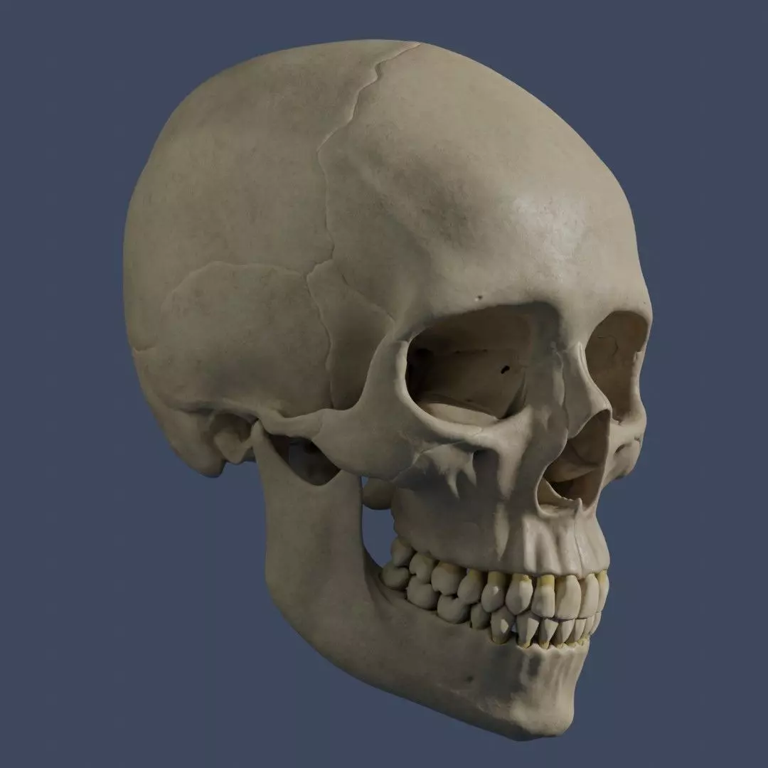 Human Skull - Mid Poly and High Poly Low-poly 3D model_0