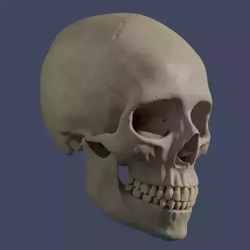 Human Skull - Mid Poly and High Poly Low-poly 3D model