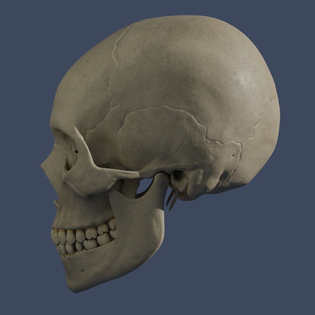Human Skull - Mid Poly and High Poly Low-poly 3D model_4