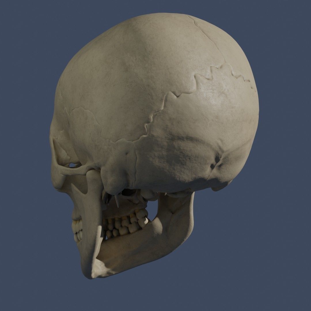 Human Skull - Mid Poly and High Poly Low-poly 3D model_2