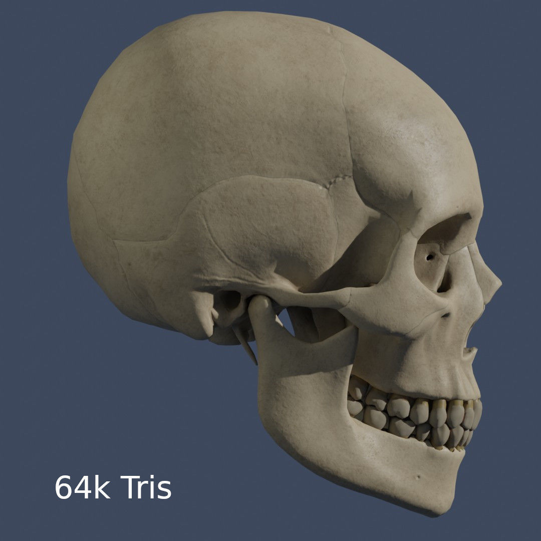 Human Skull - Mid Poly and High Poly Low-poly 3D model_15