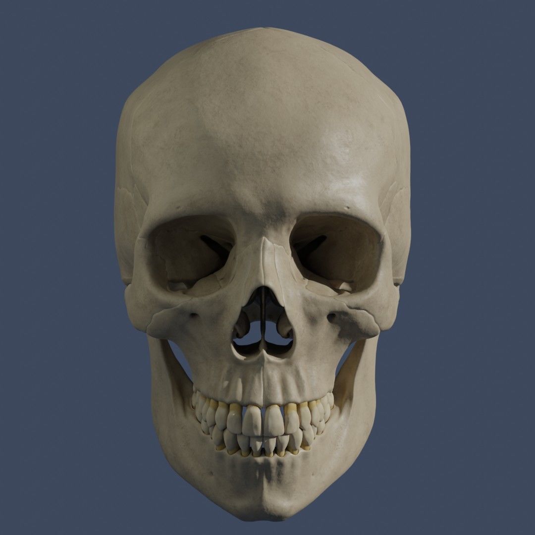 Human Skull - Mid Poly and High Poly Low-poly 3D model_3