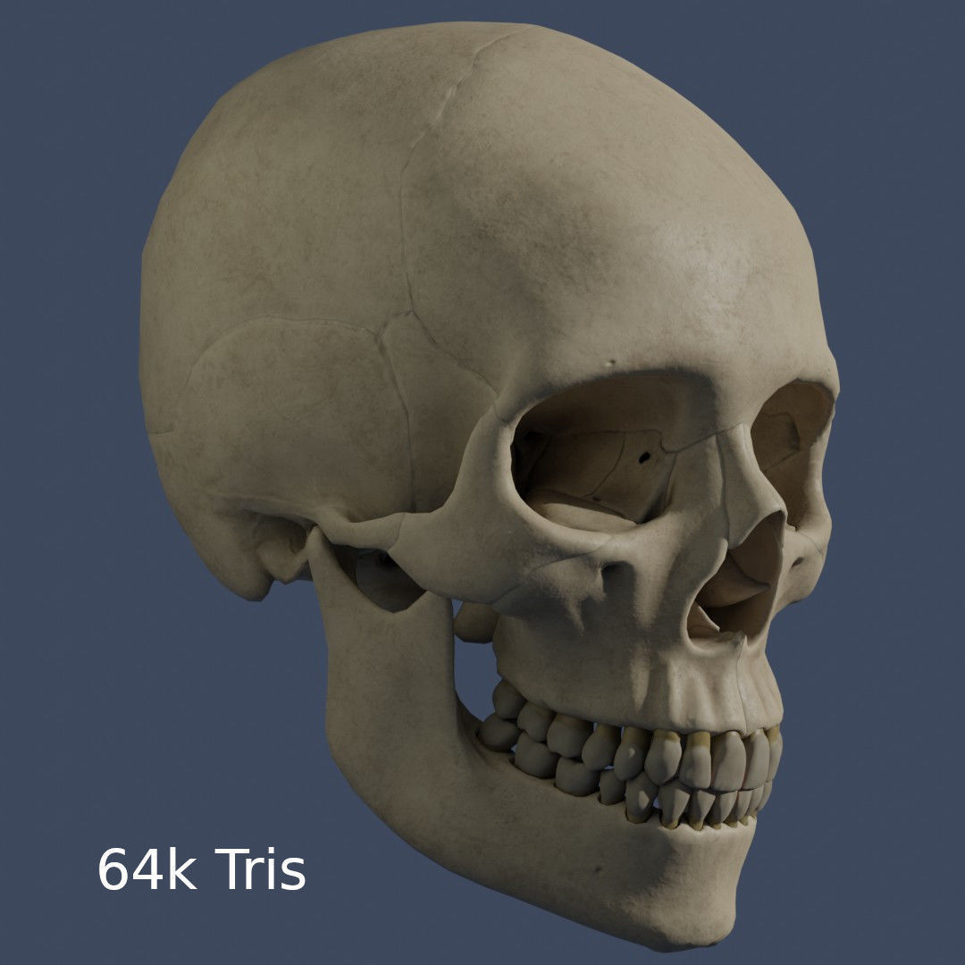 Human Skull - Mid Poly and High Poly Low-poly 3D model_12