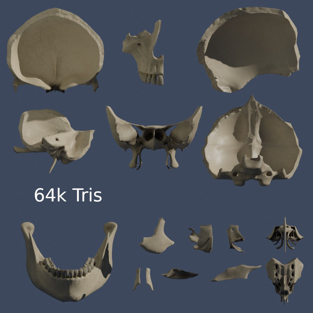 Human Skull - Mid Poly and High Poly Low-poly 3D model_16