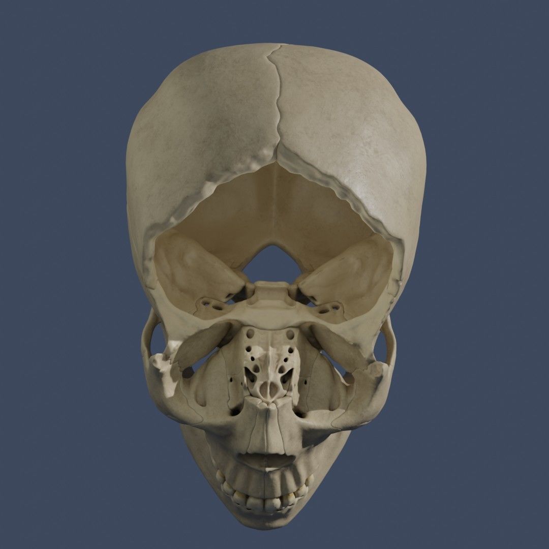 Human Skull - Mid Poly and High Poly Low-poly 3D model_6