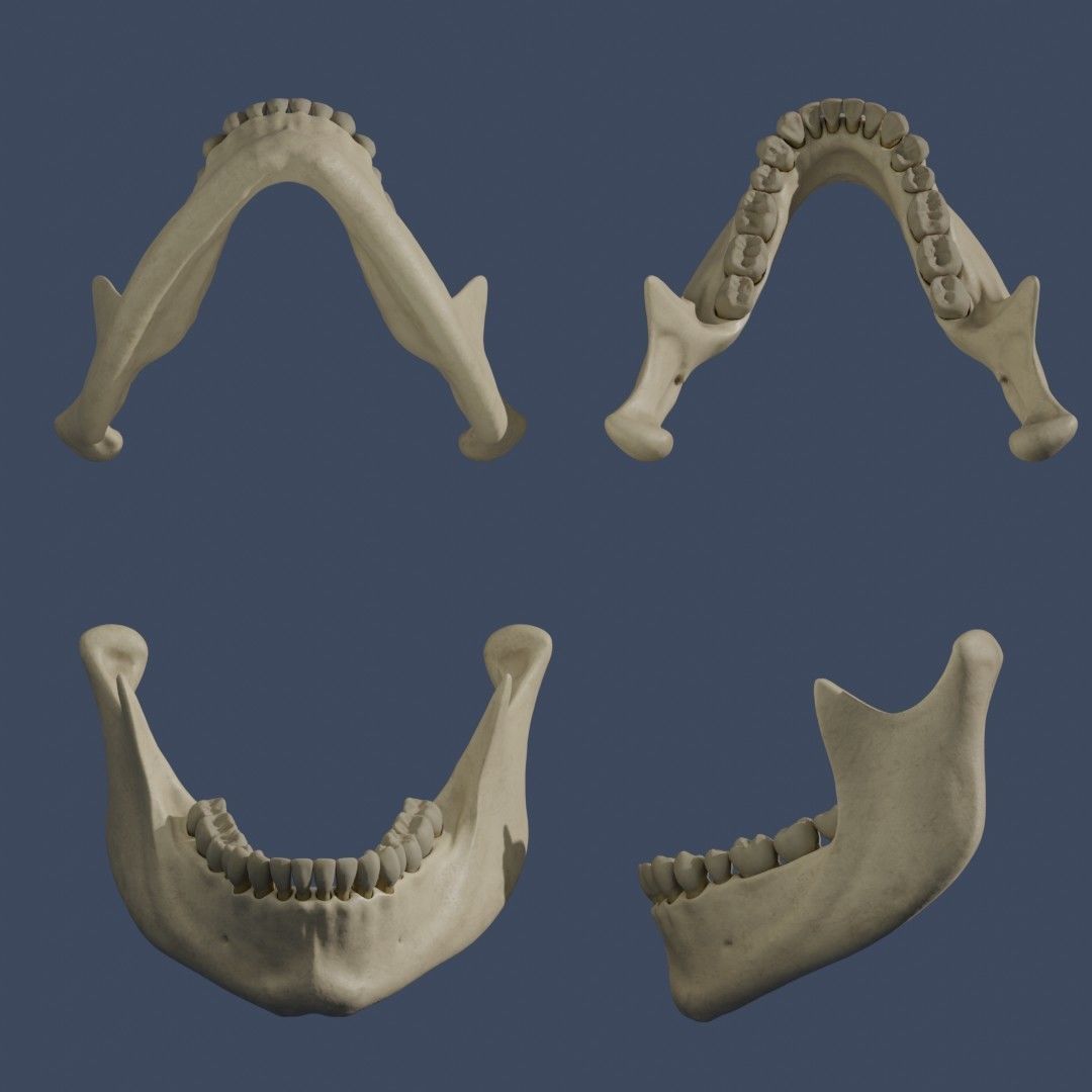 Human Skull - Mid Poly and High Poly Low-poly 3D model_8