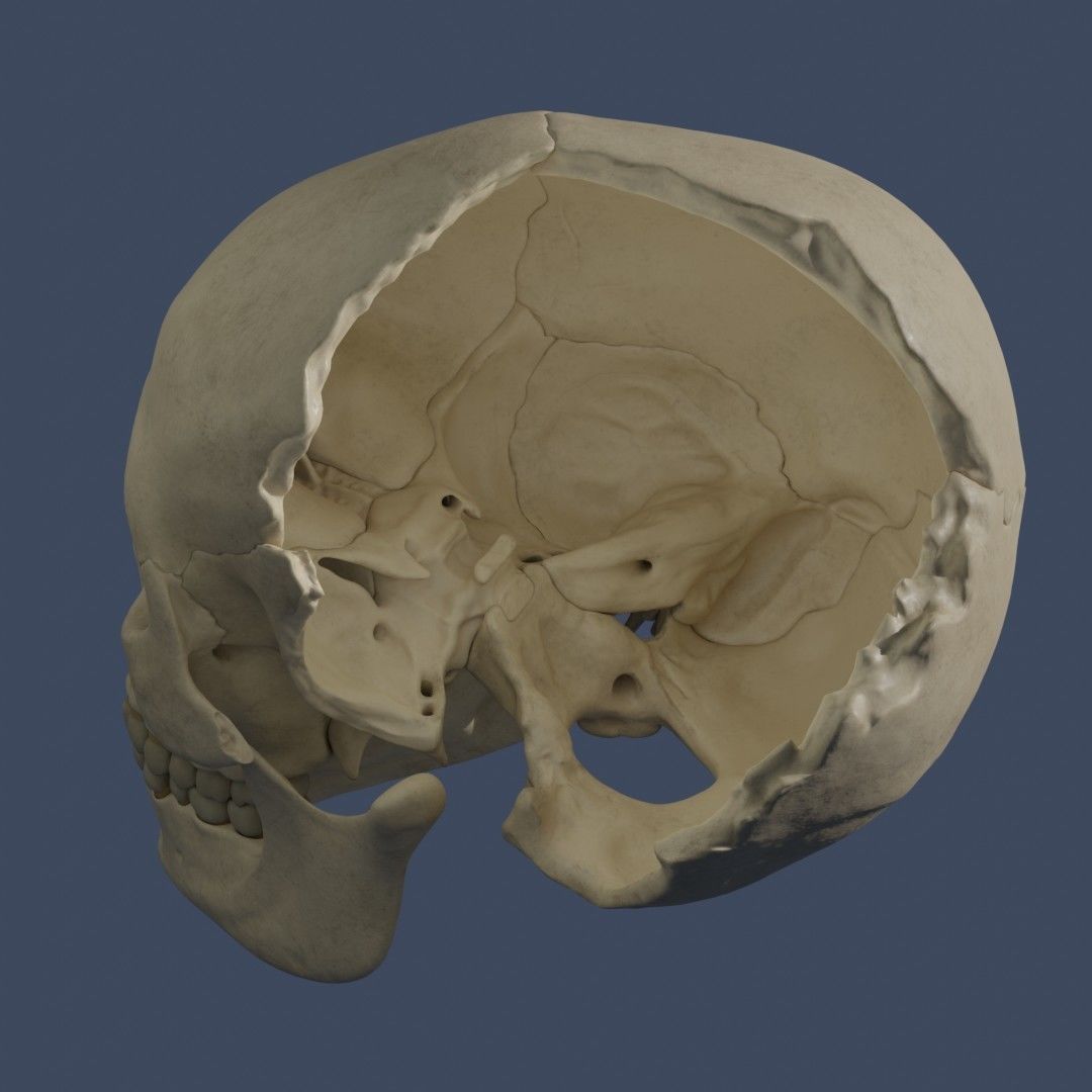 Human Skull - Mid Poly and High Poly Low-poly 3D model_7