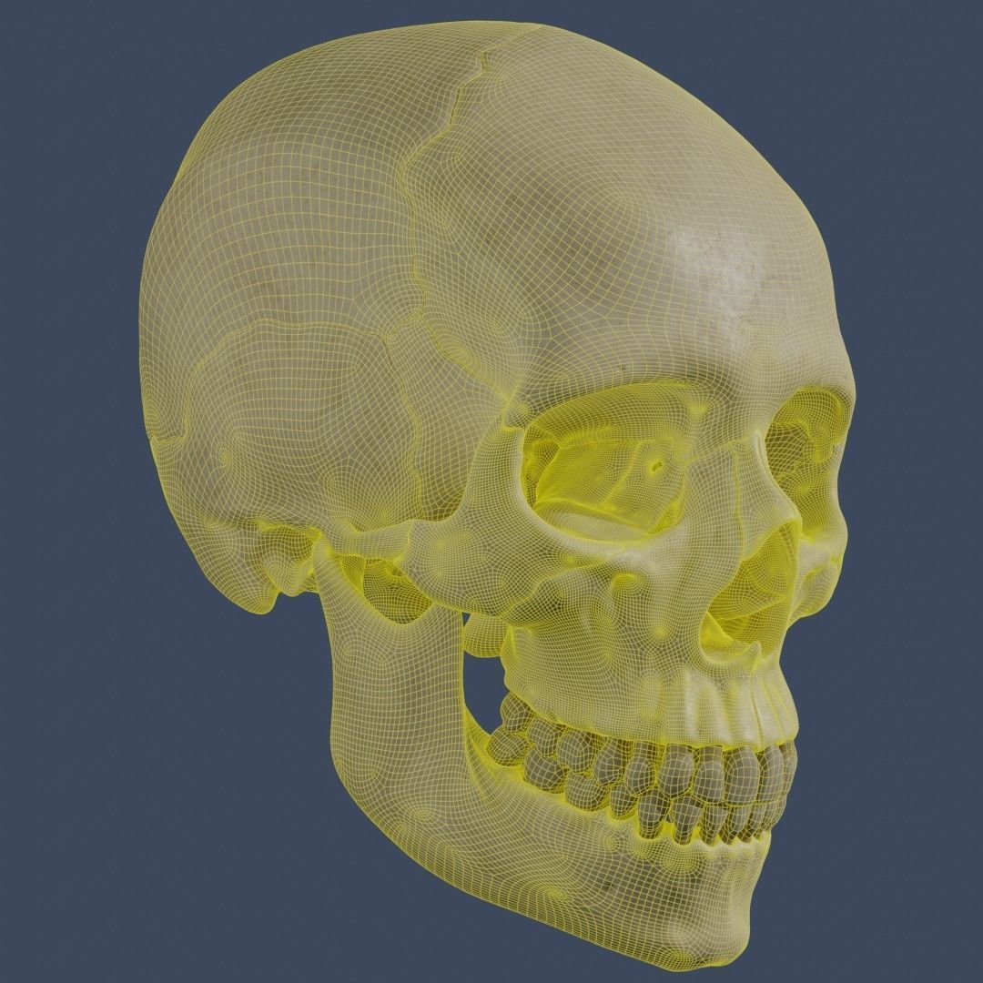 Human Skull - Mid Poly and High Poly Low-poly 3D model_11