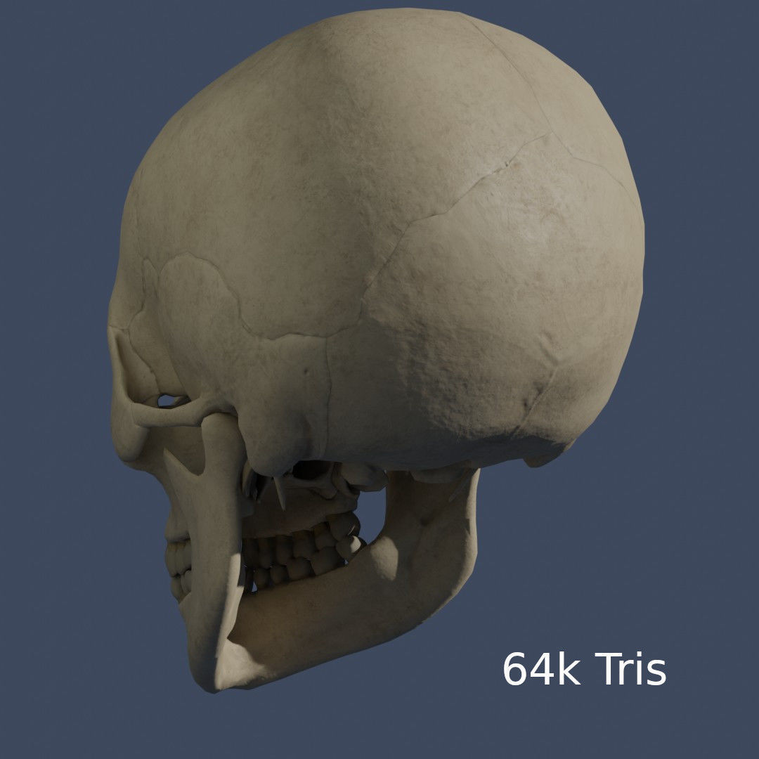 Human Skull - Mid Poly and High Poly Low-poly 3D model_14