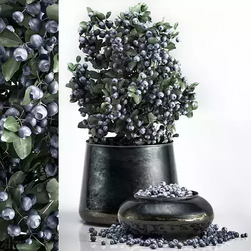 blueberry tree in Pots and bowl with berries