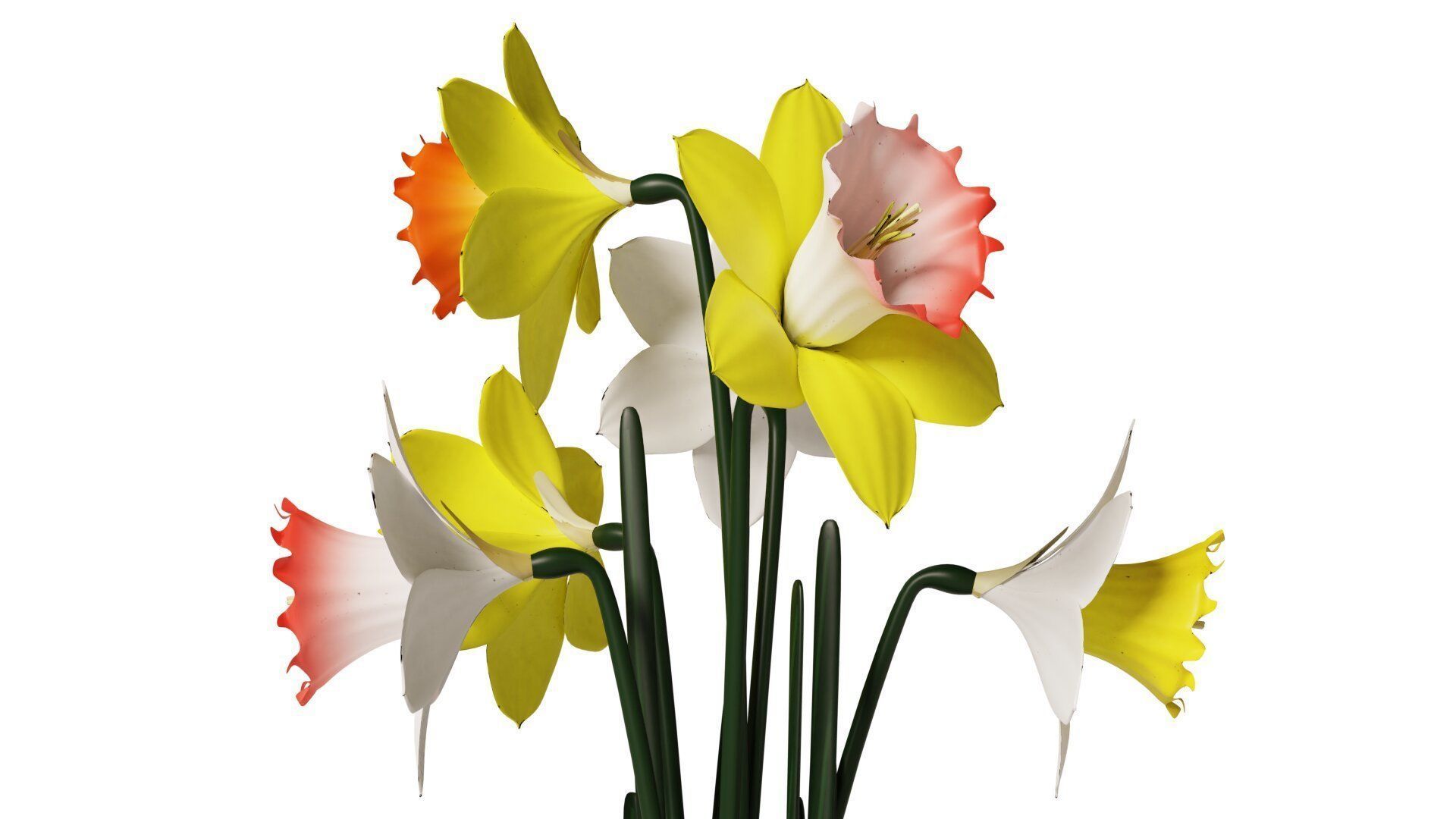 Daffodils in vase 3D model_5